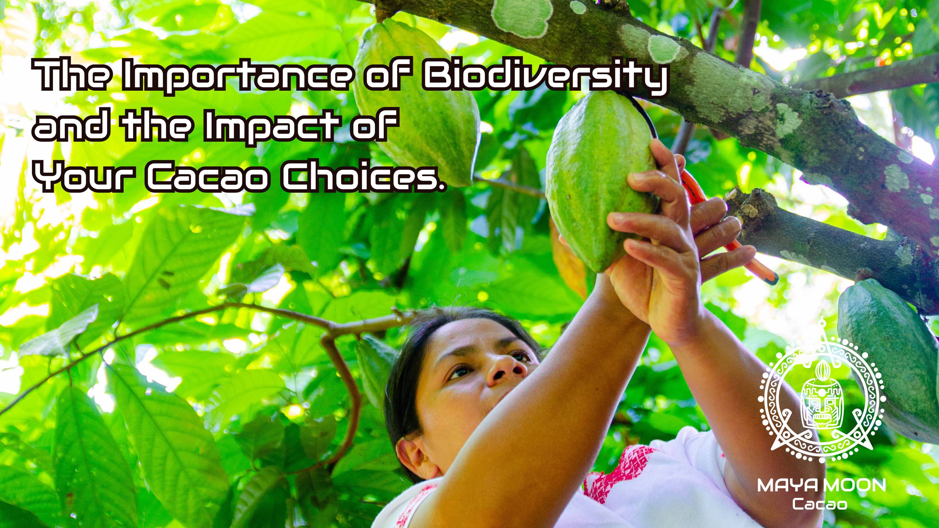 The Importance of Biodiversity and the Impact of Your Cacao Choices ...