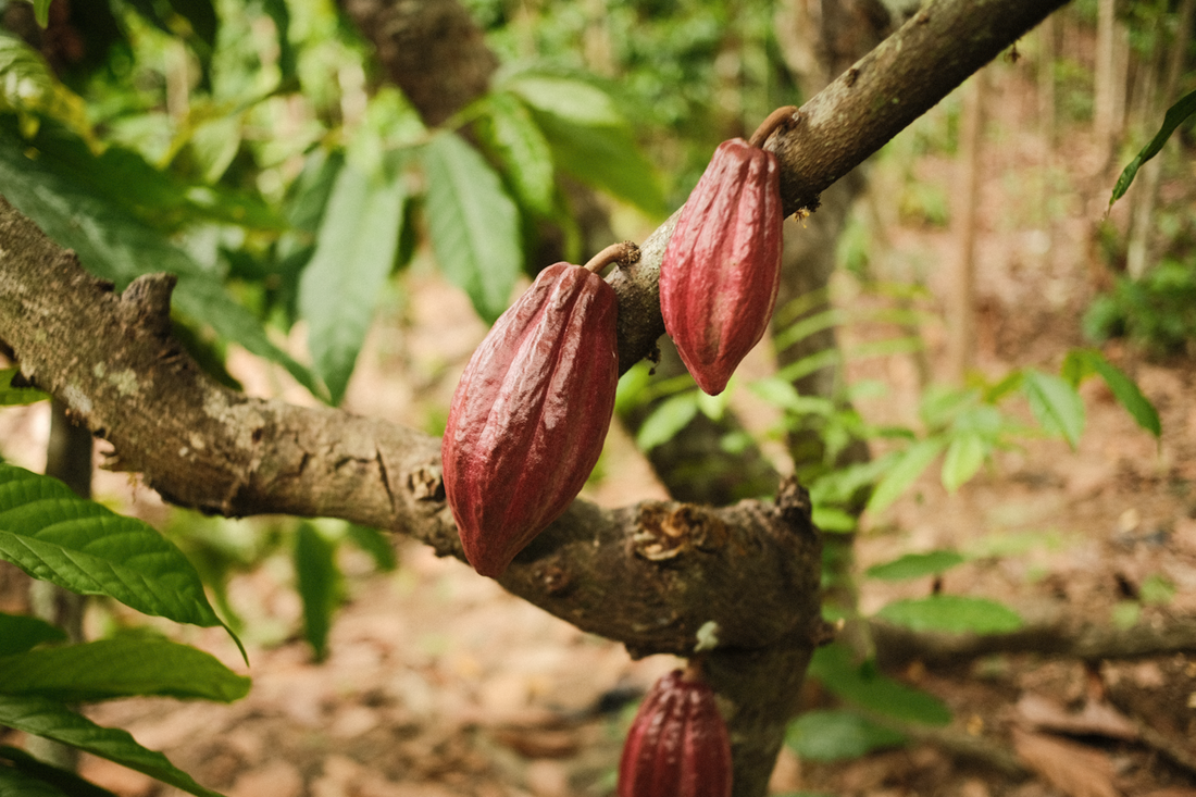 From Antioxidants to Theobromine: The Full Benefits of Ceremonial Cacao as a Coffee & Chocolate Substitute