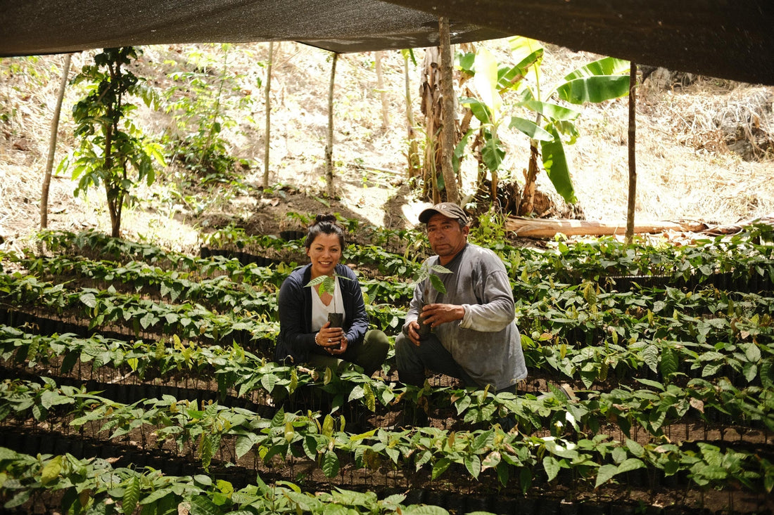 The Cacao Journey: How Traceability Is Shaping the Future of Sustainable Cacao