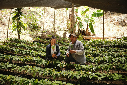 The Cacao Journey: How Traceability Is Shaping the Future of Sustainable Cacao