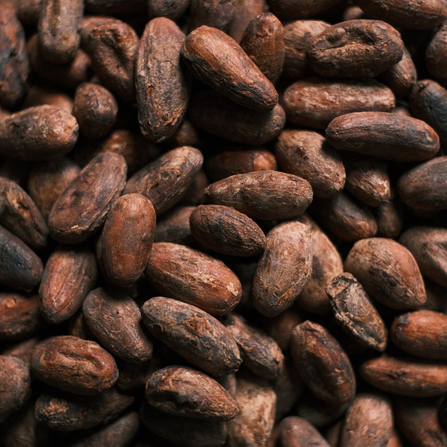Raw Guatemalan cacao beans – single-origin, sun-dried ceremonial cacao source